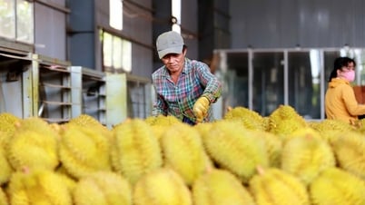 Contrôler strictement la qualité du durian depuis la culture jusqu'à chaque conteneur d'exportation