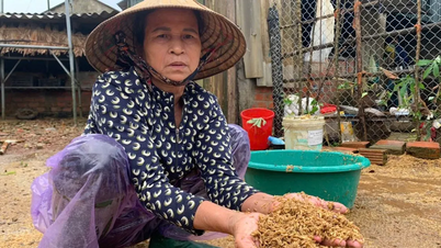 Des efforts pour surmonter les conséquences des inondations à Ha Tinh