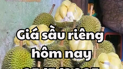 Durian-Preis heute 25.05.2025: Vietnamesische Durian steht vor einer Exportkrise
