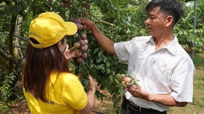อีคอมเมิร์ซ: ‘โอกาสทอง’ ของผลิตภัณฑ์เกษตรบนภูเขา