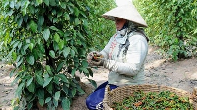 Giá tiêu hôm nay 25/5/2025: Nằm dưới mốc tâm lý