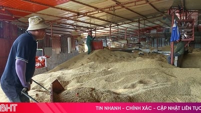 Các cơ sở, doanh nghiệp tích cực hỗ trợ nông dân thu mua, sấy lúa ướt