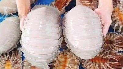 Ăn bọ biển giá 1,8 triệu đồng/kg rồi lên mạng tố quán 'chặt chém', đúng hay sai?