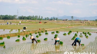 ゲアン省の農民は洪水を避けるために低地で夏秋稲を急いで植えている
