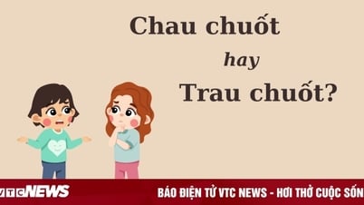 ¿Están escritos correctamente 'Chau Moi' o 'Trau Moi'?