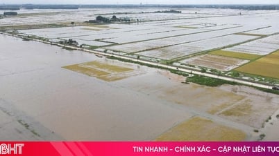 ស្រូវ​រដូវ​ប្រាំង​រាប់​ពាន់​ហិកតា​ជិត​ត្រូវ​ប្រមូល​ផល​លិច​ក្នុង​ទឹក​ជំនន់