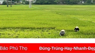 ผลผลิตข้าวฤดูใบไม้ผลิในปี 2568 คาดการณ์อยู่ที่ 61.95 ควินทัลต่อเฮกตาร์