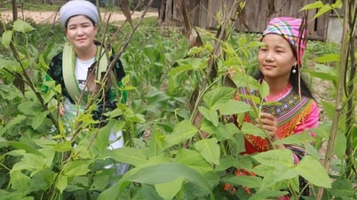 Village Hmong à Nam Giang