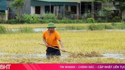 Los agricultores de Ha Tinh se adentran en las aguas de la inundación para salvar el arroz de primavera no cosechado.