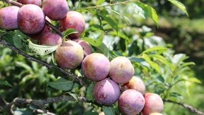 ソンラは梅の消費を促進