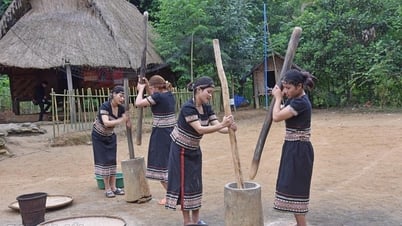Arroz de secano: fuente de vida en la naturaleza