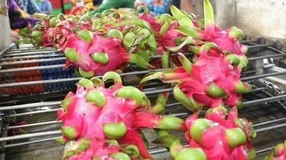 収穫ピーク期の果物の困難を解消