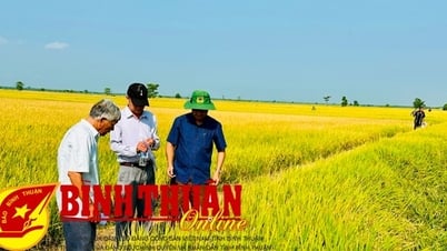 Nửa đầu năm 2025: Bình Thuận sản xuất nông nghiệp khá thuận lợi