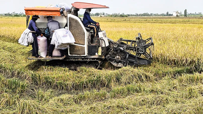 Linking the chain to effectively implement the 1 million hectare rice project