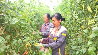 지방 협동조합 50% 가까이 증가 - Cao Bang 전자신문