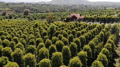 Giá tiêu hôm nay 26/5/2025: Giảm mạnh so với tuần trước