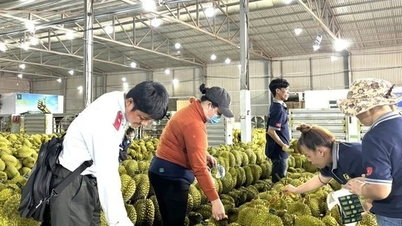 Sầu riêng Việt Nam sẽ đi đâu về đâu?