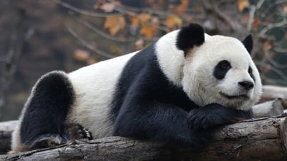 Los pandas 'en su máximo esplendor' atraen a visitantes a Hong Kong, que no solo visitan osos reales sino que también toman fotografías virtuales.