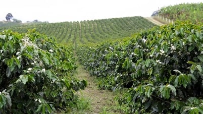 Kaffeepreis heute 26.05.2025: Starker Rückgang letzte Woche