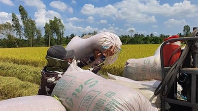 Le prix du riz à l'exportation reste inférieur à 400 USD/tonne