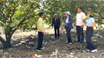 Giữ chất VietGAP sau chứng nhận