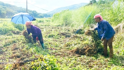 Le Laos a formé une zone de culture d'arachides