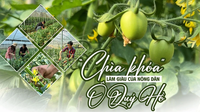 The "key" to getting rich for farmers in O Quy Ho