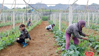 Aumentar los ingresos provenientes del cultivo de hortalizas