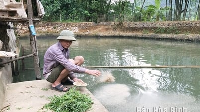 Desarrollo de la cría de peces damisela verdes en el distrito de Mai Chau