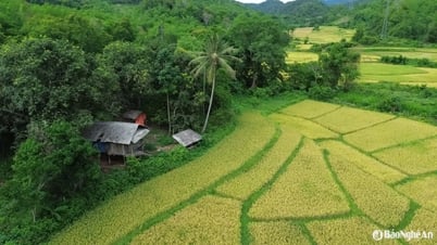 Ngắm cánh đồng lúa chín đẹp như tranh giữa núi rừng miền Tây xứ Nghệ