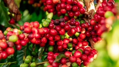 Agricultural product prices on May 26, 2025: Coffee and pepper prices remain high