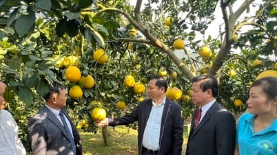 빈곤 탈출의 비결, 호아빈 산간지대의 디엔 자몽을 대서양으로 가져가다