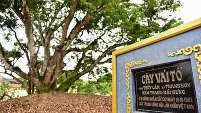 Visit Thanh Ha Lychee Tree before the lychee ripening season