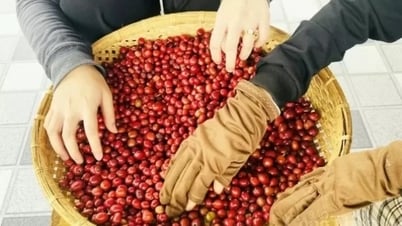 Giá cà phê Arabica giảm mạnh, Robusta mất mốc 4.800 USD/tấn