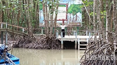 カマウのマングローブ林でかつて「迷子」になった