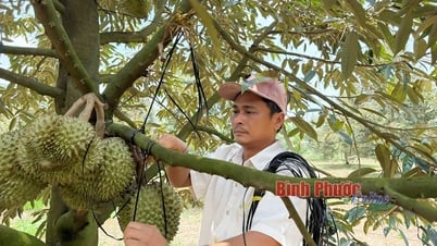 Lợi ích lâu dài từ sầu riêng hữu cơ