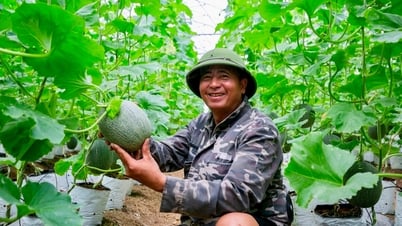 Nông dân thu lãi trên 15 triệu đồng/sào dưa lưới trồng trong nhà màng
