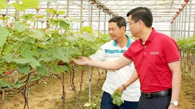 Agribank với phát triển kinh tế tư nhân. Bài cuối: Trái ngọt từ vốn "tam nông"