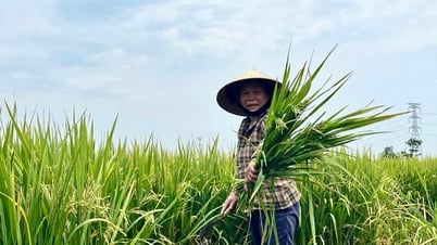 สาเหตุที่ข้าวสารนับพันไร่ในจังหวัดเหงะอานมีเมล็ดข้าวเปล่า