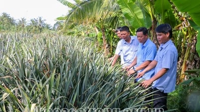 Transformación de la agricultura en la comuna de Long Hung al alcanzar nuevos estándares rurales avanzados