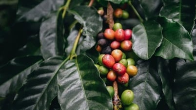 Giao dịch hàng hóa qua Sở: Lời giải cho bài toán 'được mùa mất giá' của nông sản Việt