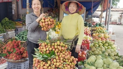 Bac Giang: Los lichis de principios de temporada tienen precios altos, pero aún tienen una gran demanda.