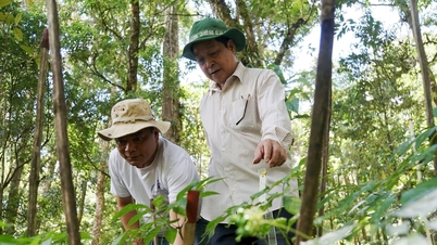 Quảng Nam hiện có 1.500ha trồng sâm Ngọc Linh