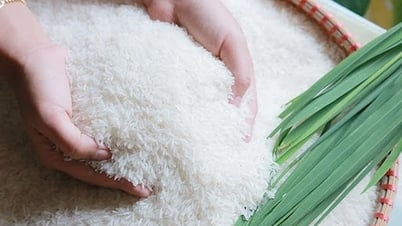 Giá lúa gạo hôm nay 27/5/2025: Giá gạo ổn định, lúa biến động, xuất khẩu dậy sóng vì Ấn Độ