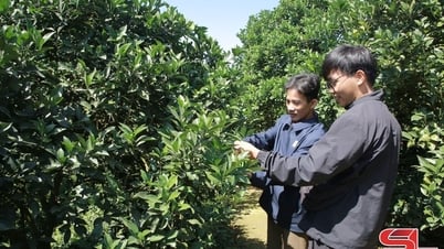 วันซอนเปลี่ยนโครงสร้างพืชผล