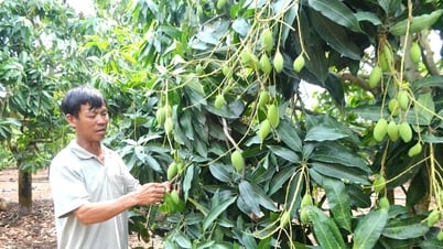 Nông dân Đắk Nông thu hoạch gần 2.000 tấn trái cây