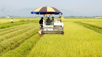 Bố Trạch: Năng suất lúa đông-xuân giảm, giá bán thấp