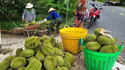 For the durian industry to develop sustainably