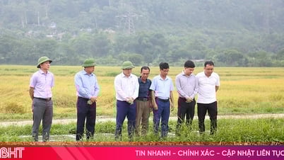 Chủ động ứng phó với thiên tai, đẩy nhanh thu hoạch lúa xuân