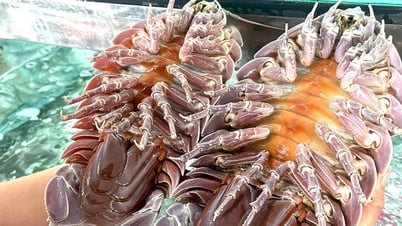 L'affaire de la consommation d'éponges de mer pour 1,8 million de VND/kg, puis de l'accusation d'« arnaque » : l'auteur a supprimé le message et... a disparu